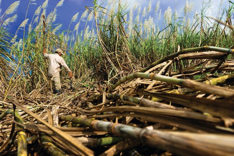 Soaring Sugar Prices and The Global Economic Impact