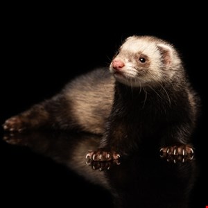 New FlexibleFerret Malware Chain Targets macOS With Go Backdoor