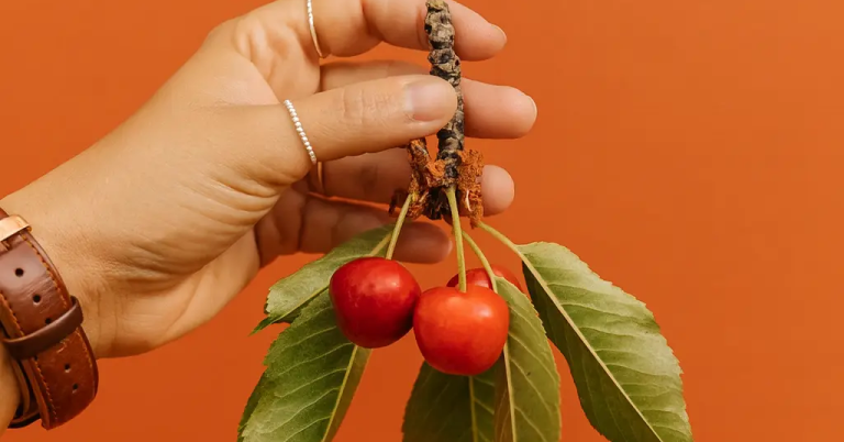 Hand holding two perfect cherries - symbol of cherry-picking winning trades only.