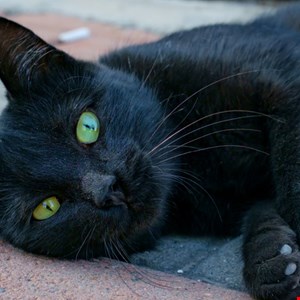 Two American Cybersecurity Workers Jailed for BlackCat Ransomware Attacks